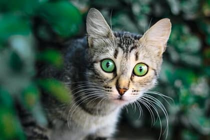 selective focus photography of brown and black tabby cat