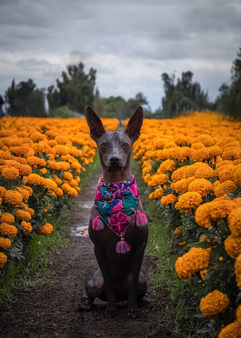 Hairless Xoloitzcuintle Dog Wearing Bandana in Field of Aztec Marigolds
